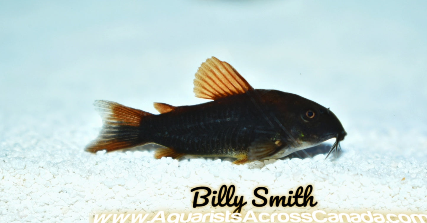 BLACK VENEZUELAN CORYDORA (Corydoras .Sp Black Venezuelan) - Aquarists Across Canada
