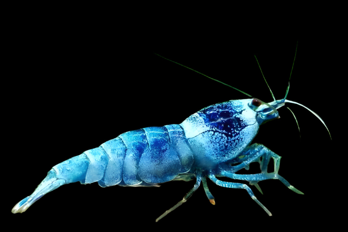 BLUE BOLT SHRIMP (Caridina cantonensis .var) Taiwan S grade import - Aquarists Across Canada