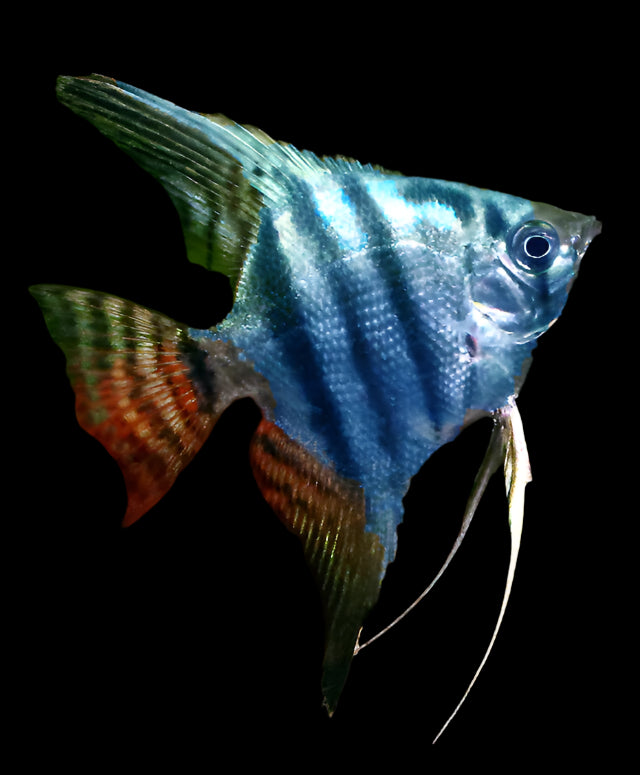 BLUE NEON ANGELFISH (Pterophyllum scalare .sp) XL