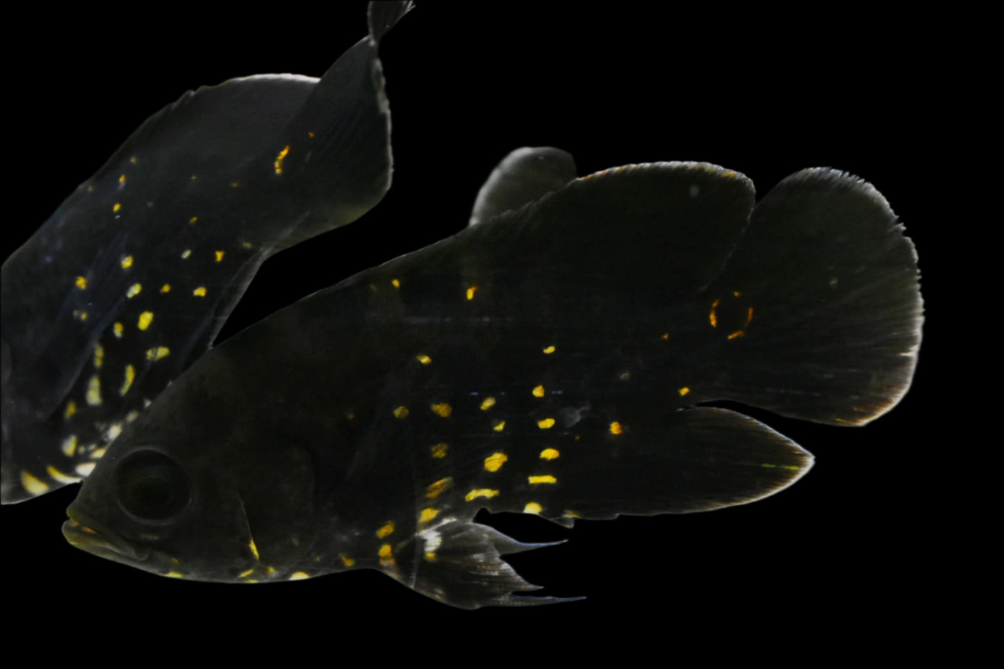 BUMBLEBEE OSCAR (astronotus crassipinnis 'rio araguaia' Wild caught) (RARE)