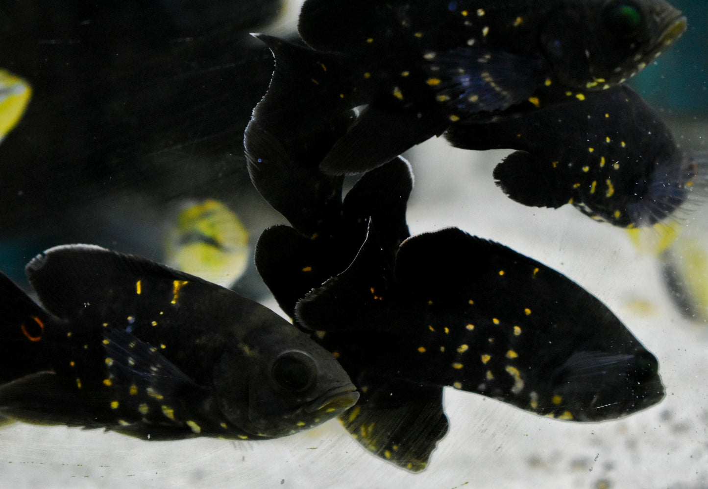 BUMBLEBEE OSCAR (astronotus crassipinnis 'rio araguaia' Wild caught) (RARE)