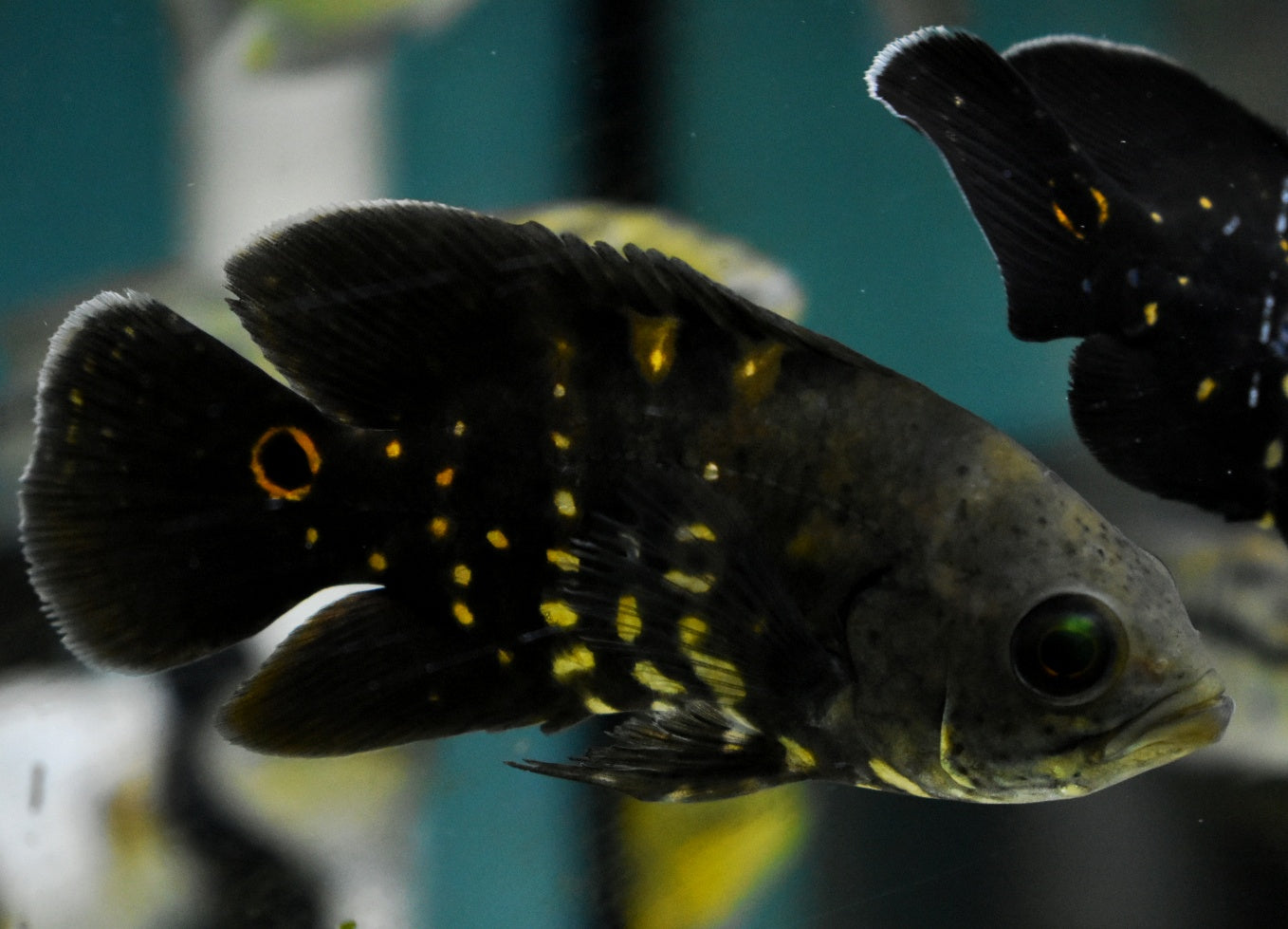BUMBLEBEE OSCAR (astronotus crassipinnis 'rio araguaia' Wild caught) (RARE)