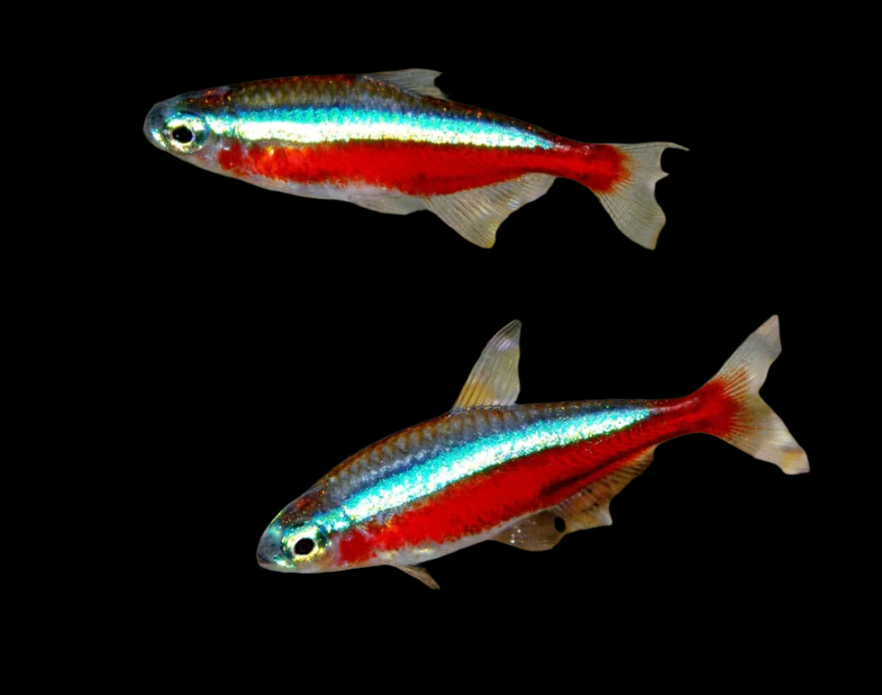 CARDINAL TETRA (Paracheirodon axelrodi) - Aquarists Across Canada