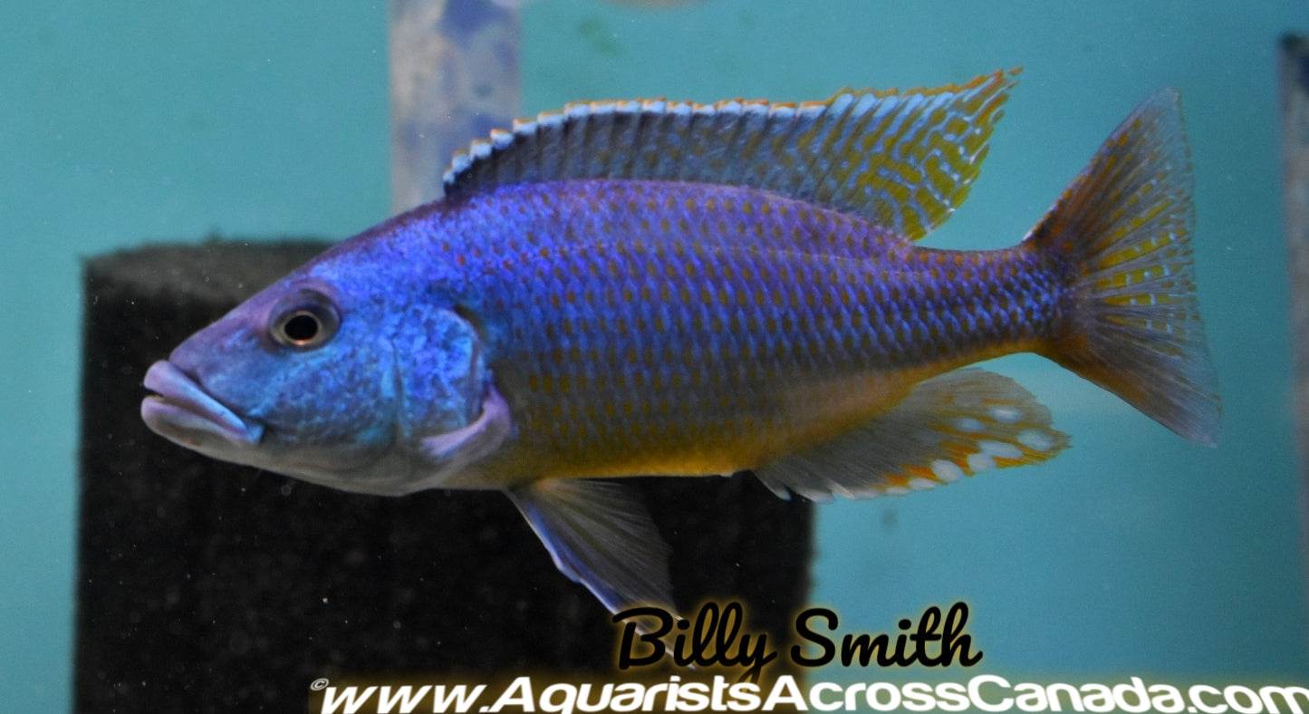 CHAMPSOCHROMIS SPIROLYNCHUS (F1 HOUSEBRED) 3.5" SEXED - Aquarists Across Canada