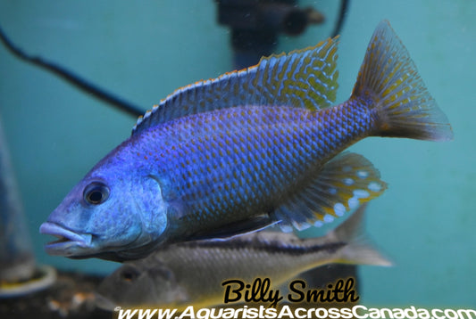 CHAMPSOCHROMIS SPIROLYNCHUS (F1 HOUSEBRED) 3.5" SEXED - Aquarists Across Canada