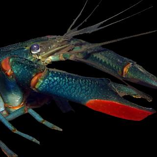 (Pre-Order) CHERAX REDCLAW CRAYFISH (Cherax quadricarinatus) 2402 4-6"