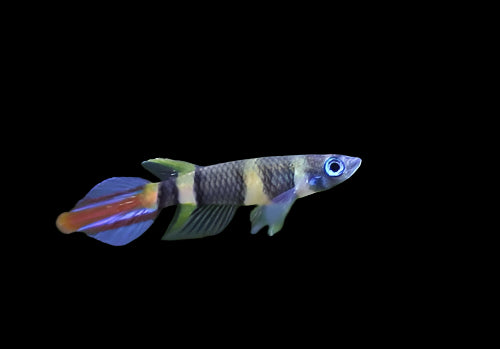 CLOWN KILLIFISH (Epiplatys annulatus)