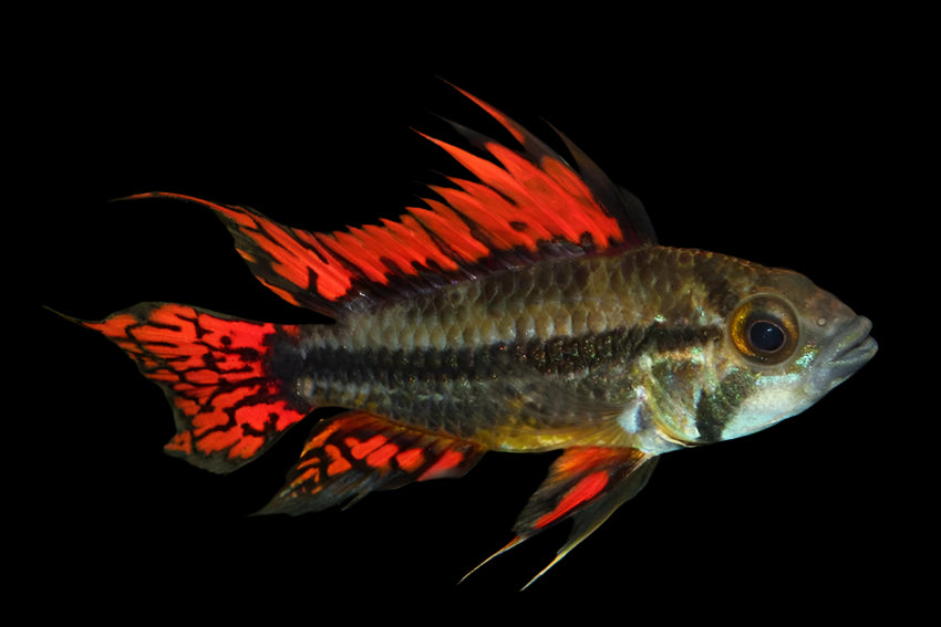 COCKATOO DWARF CICHLID (Apistogramma cacatuoides)