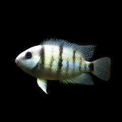 CUTTERS CICHLID (Cryptoheros Cutteri) - Aquarists Across Canada