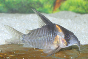 CW 45 CORYDORA (armatus CW45) - Aquarists Across Canada