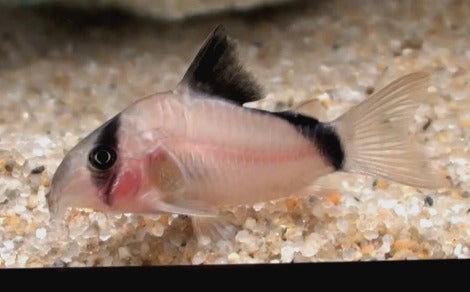 BANDIT CORYDORA (Corydoras metae) - Aquarists Across Canada