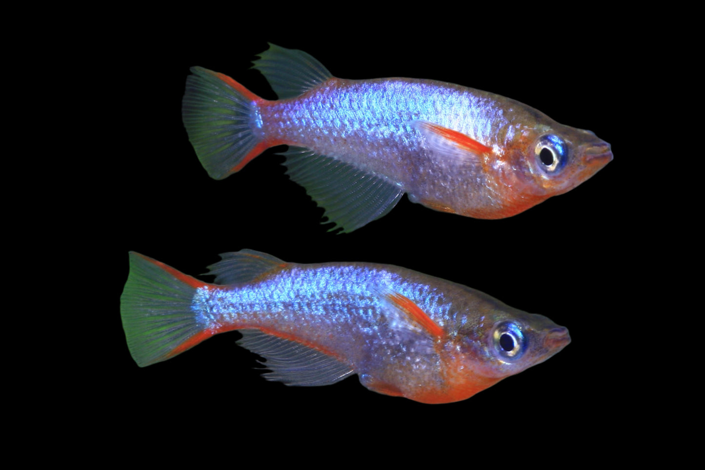 DAISY'S BLUE RICE FISH (Oryzias latipes)