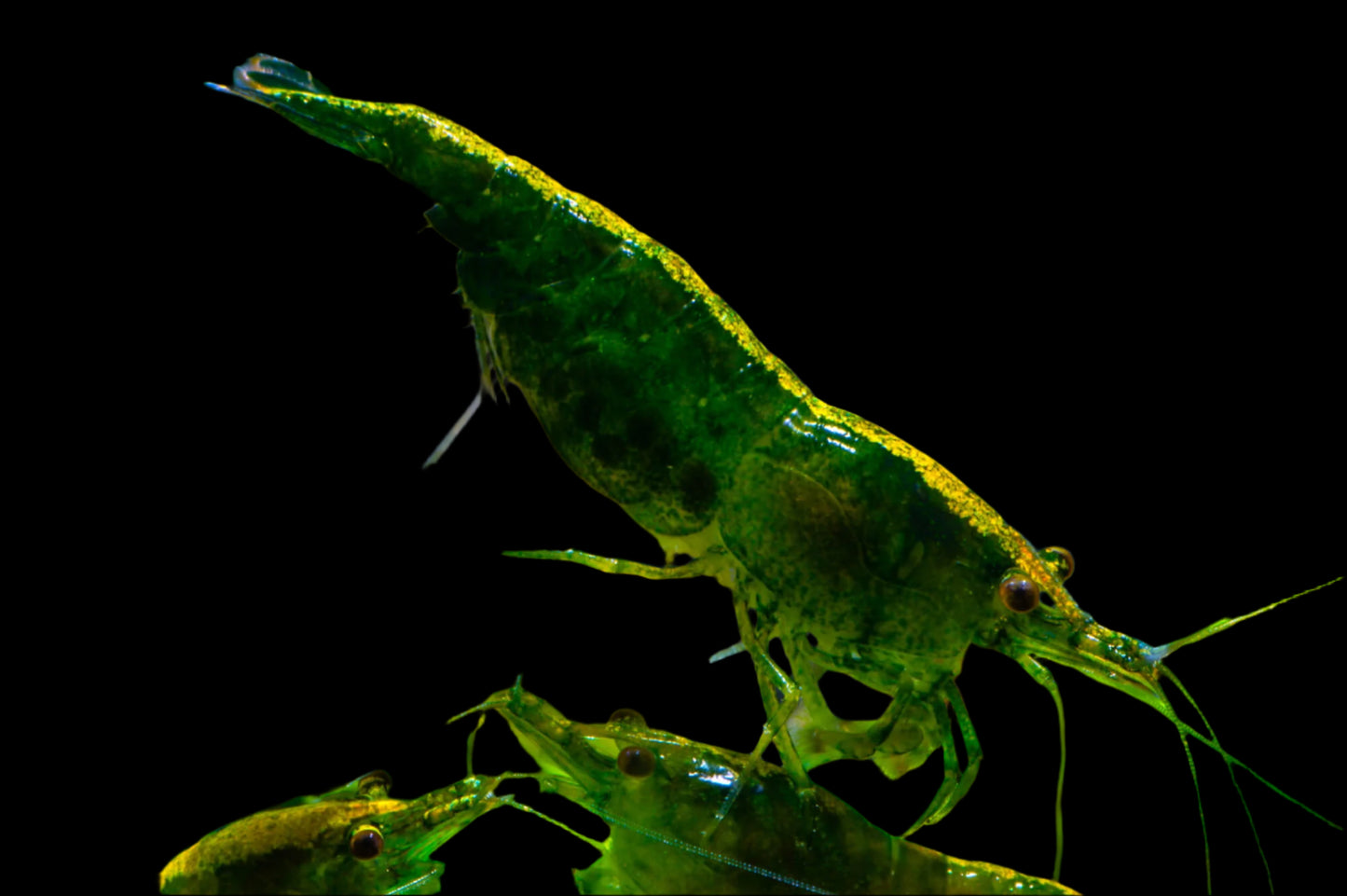 DARK GREEN JADE SHRIMP XL (neocaridina denticulata. Var) S-GRADE