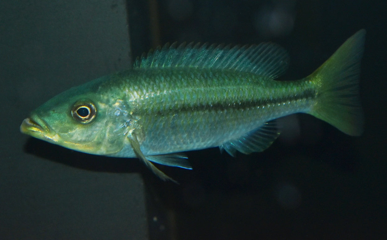 DIMIDOCHROMIS KIWINGE F1 HOUSEBRED (3" SEXED)) - Aquarists Across Canada