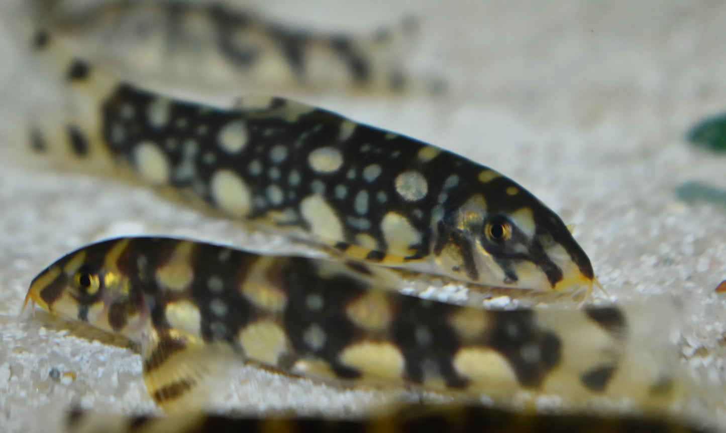 POLKADOT LOACH (Botia kubotai) - Aquarists Across Canada