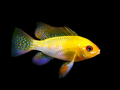 ELECTRIC GOLDEN RAM *GERMAN STRAIN* Mikrogeophagus ramirezi - Aquarists Across Canada