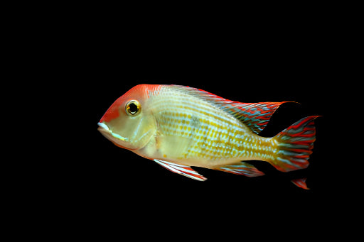 GEOPHAGUS TAPAJOS (Geophagus sp. 'orange head') - Aquarists Across Canada