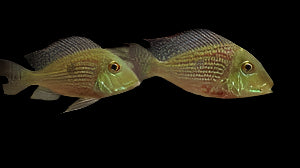 GEOPHAGUS SVENI *RIO ARAGUAIA"