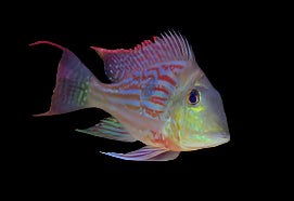 GEOPHAGUS SVENI *RIO PARANA* 1-1.5" (2.5-4cm) DY2405 - Aquarists Across Canada