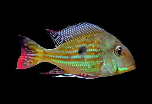 GEOPHAGUS WINEMILLERI (Geophagus winemilleri) - Aquarists Across Canada