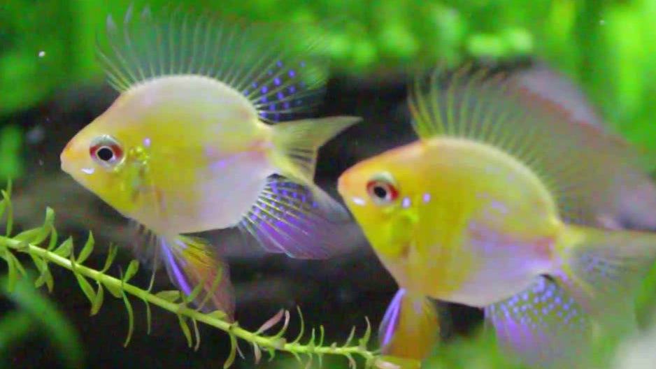 GERMAN GOLD RAM BALLOON (Mikrogeophagus ramirezi .sp)