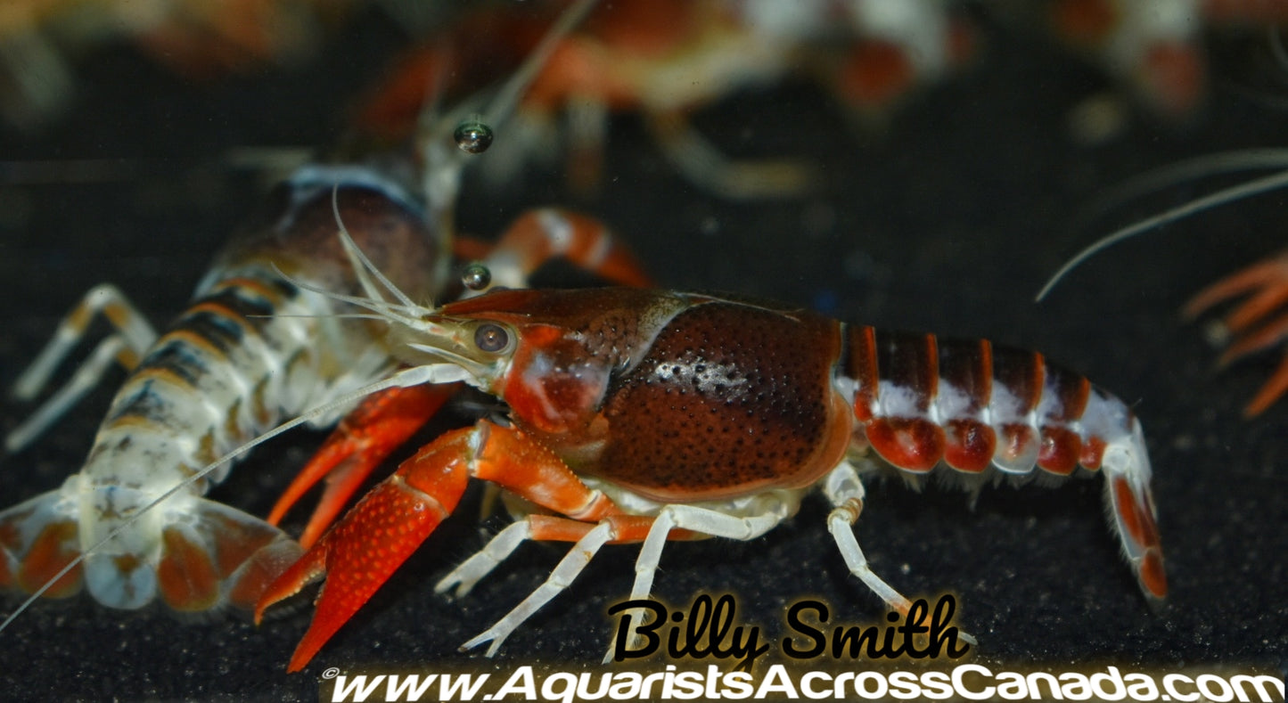 GHOST CRAYFISH (Procambarus clarkii .sp) - Aquarists Across Canada