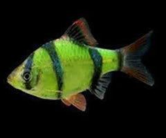 GLO TIGER BARB ELECTRIC GREEN (Puntius tetrazona) 2402