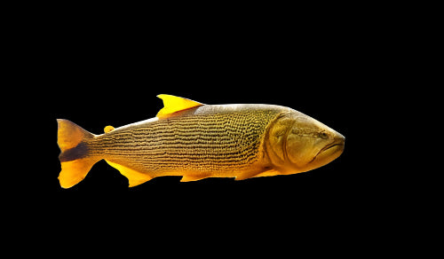 GOLDEN DORADO (Salminus brasiliensis Wild caught) (RARE)