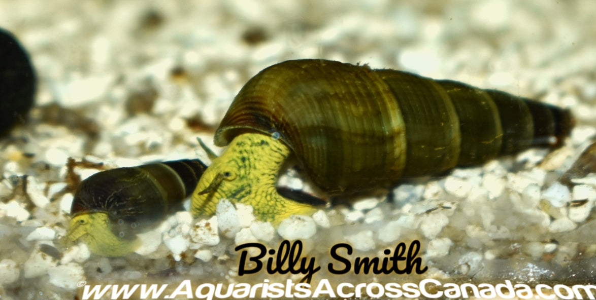 GOLDEN RABBIT SNAIL (Tylomelania sarasinorum) - Aquarists Across Canada