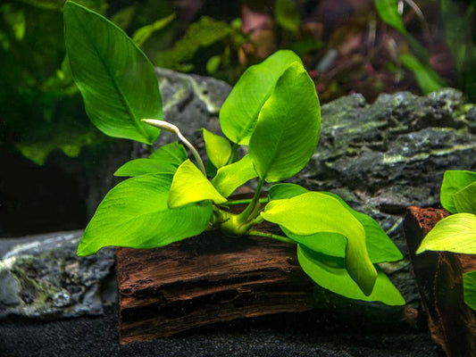 potted Anubias - Aquarists Across Canada