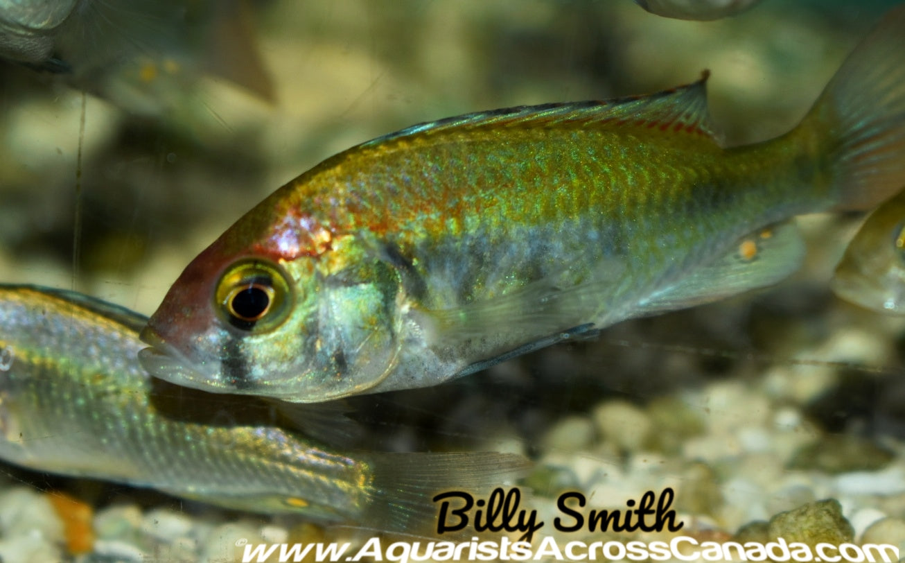 HAPLOCHROMIS .SP RUBY GREEN (Sexed) - Aquarists Across Canada