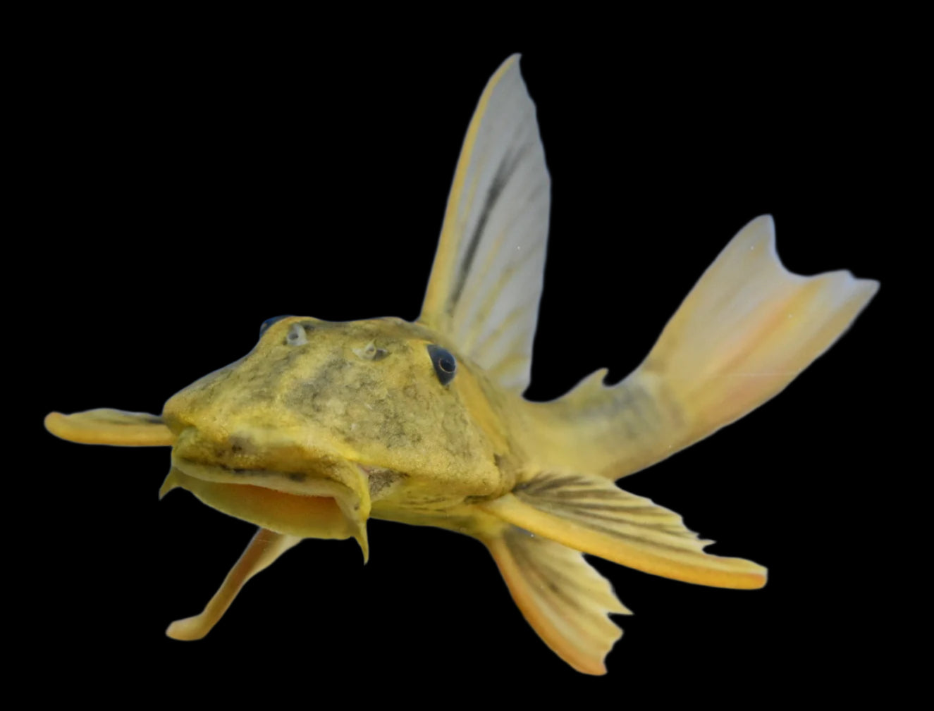 HYPOSTOMUS LUTEUS (PHASE I) *RARE*