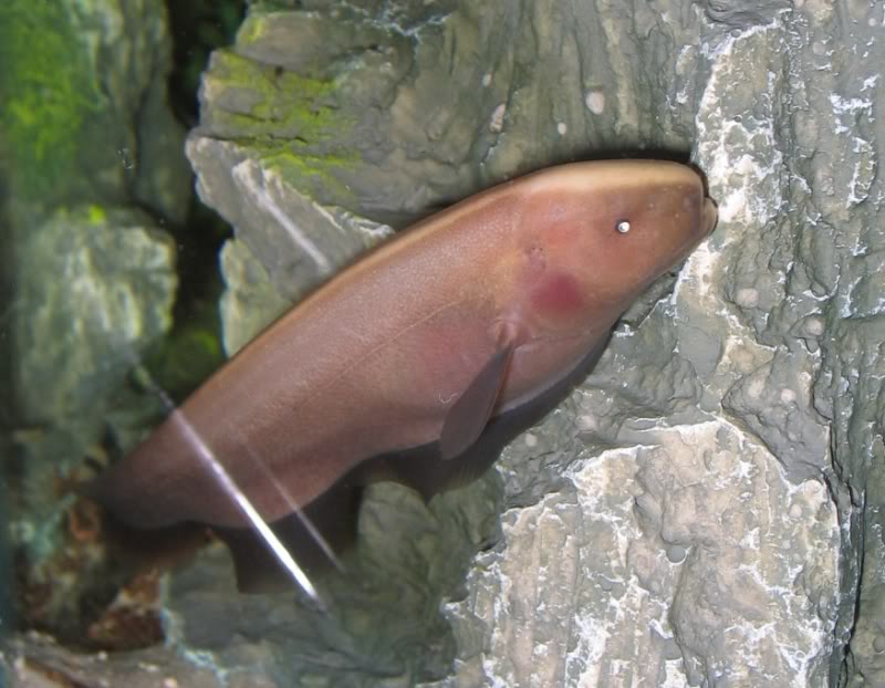 GOLDEN BLACK GHOST KNIFE (Apteronotus albifrons.SP (gold)) - Aquarists Across Canada