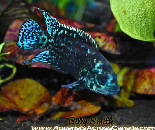 JACK DEMPSEY *Electric Blue* (Cichlasoma octofasciatum .var) - Aquarists Across Canada