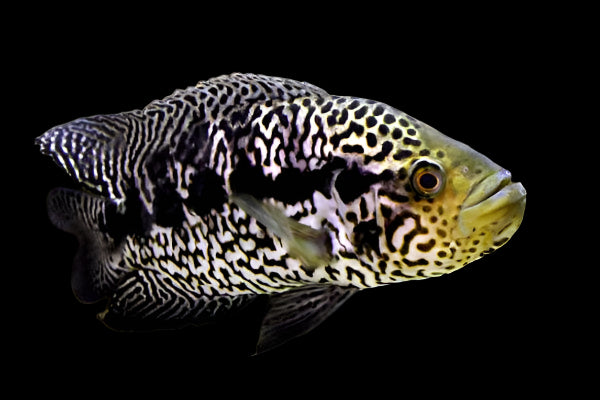 JAGUAR CICHLID (Parachromis managuensis) TA2407
