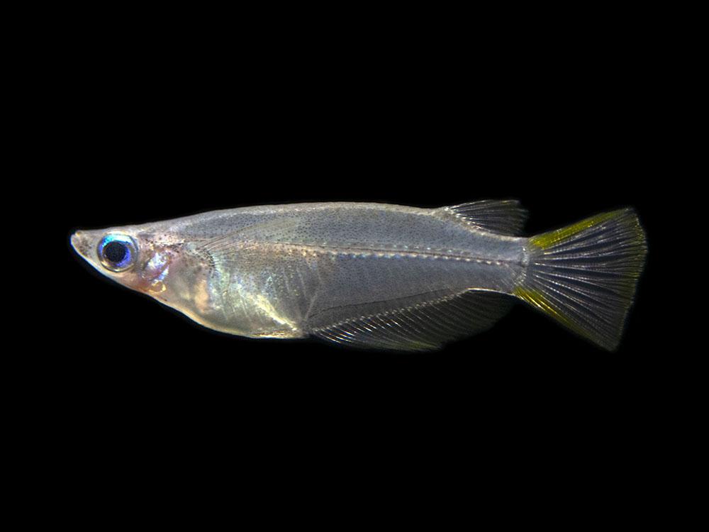 JAVANESE RICE FISH (Oryzias javanicus) – Aquarists Across Canada