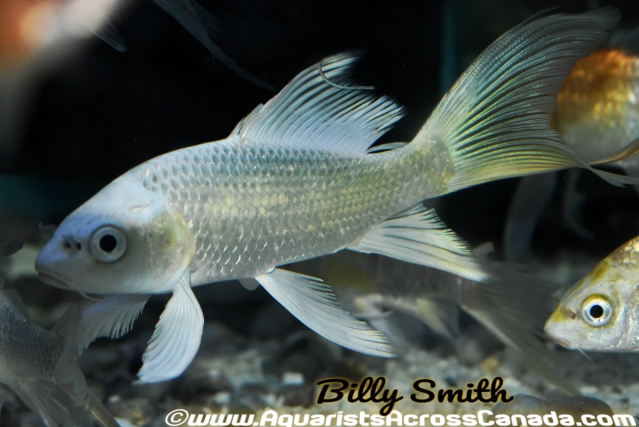 KOI BUTTERFLY (Cyprinus Carpio) 6" - Aquarists Across Canada
