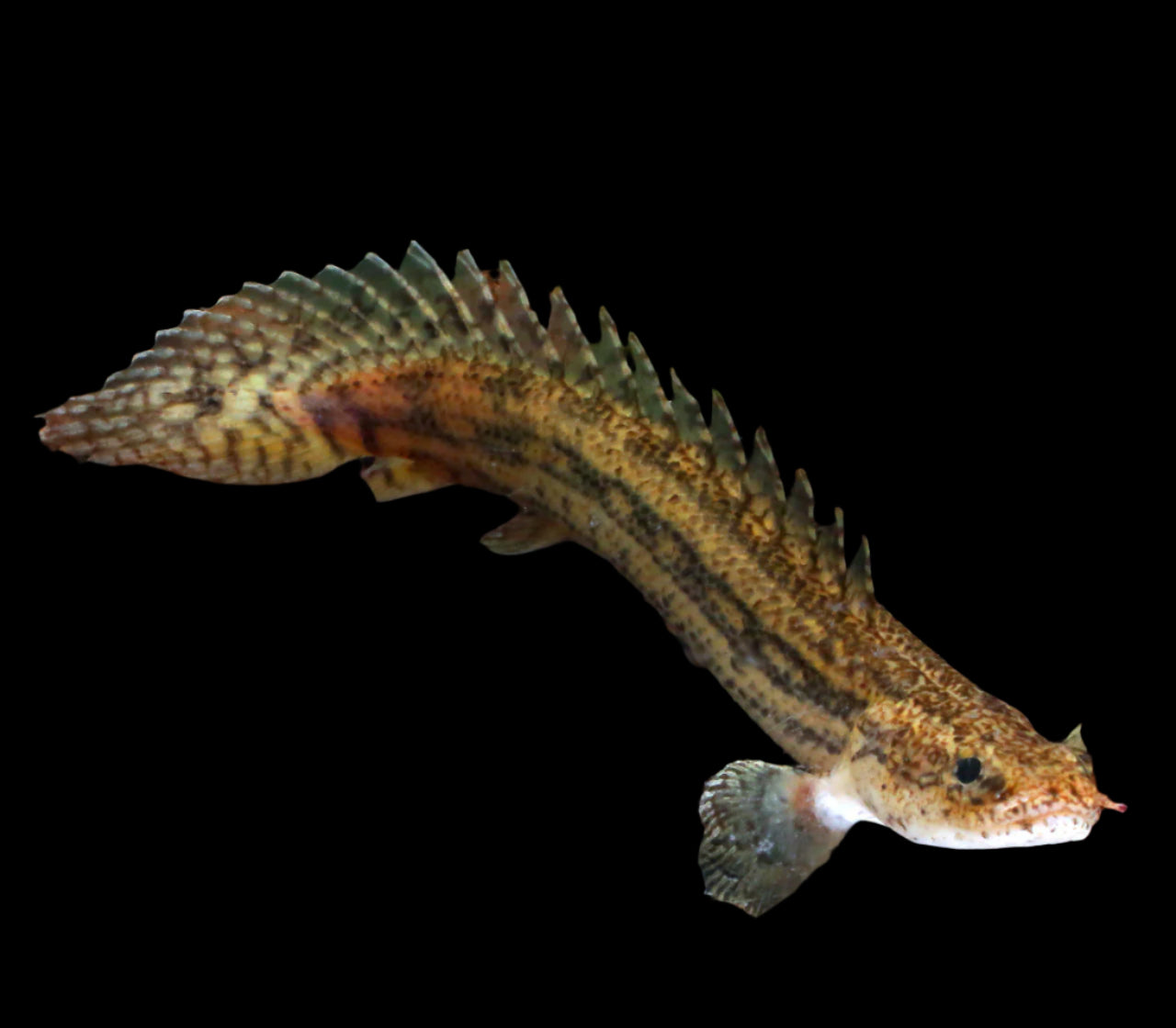 KOLIBA BICHIR (Polypterus Lapradai "koliba" 3.5" - Aquarists Across Canada