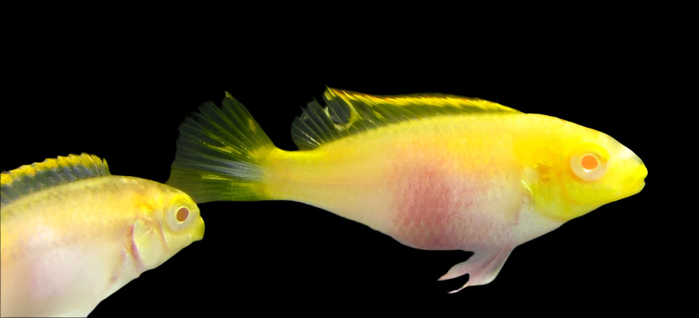 KRIBENSIS *ALBINO* (Pelvicachromis pulcher)