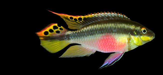 KRIBENSIS (Pelvicachromis pulcher)