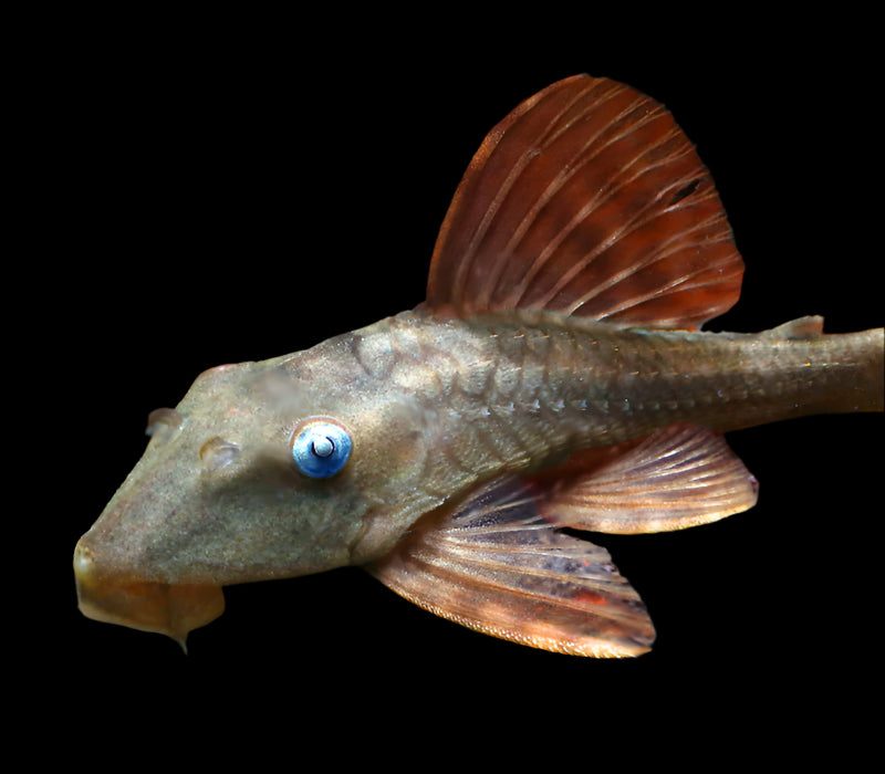 L137 BLUE EYE RED FIN PLECO (Cochliodon soniae) 4" - Aquarists Across Canada