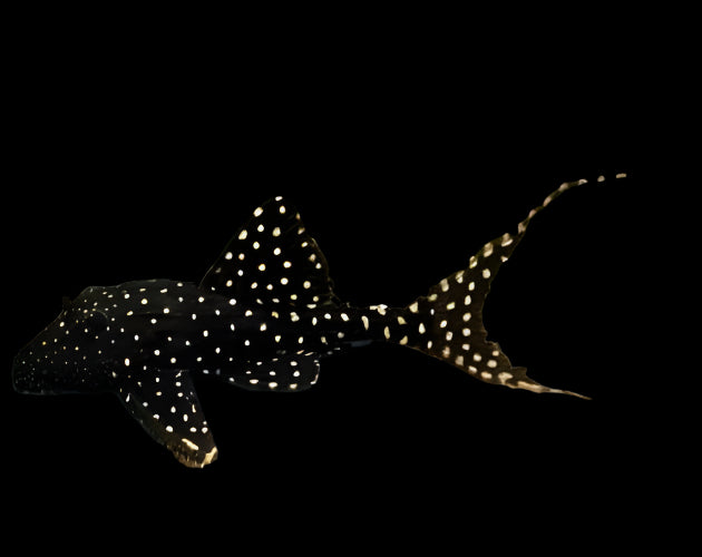 ADONIS PLECO (Acanthicus Adonis) - Aquarists Across Canada