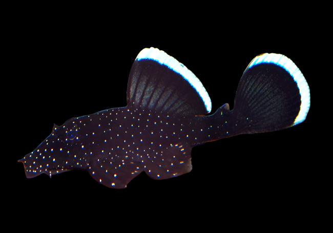L183 STARLIGHT BUSHYNOSE PLECO (Ancistrus dolichopterus)