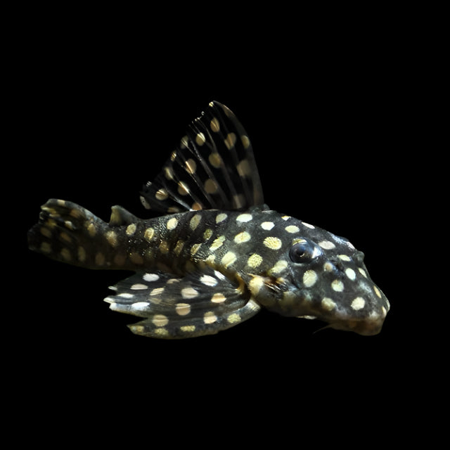 L201 ORINOCO ANGEL PLECO (Hypancistrus sp. L201) D2409C