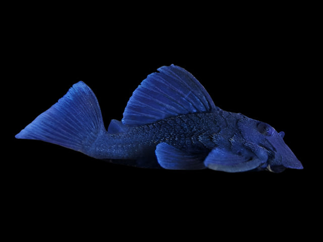 L239 BLUE PANAQUE PLECO (Baryancistrus beggini) - Aquarists Across Canada