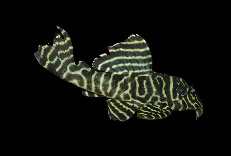 L333 YELLOW KING TIGER PLECO (Hypancistrus sp. L333) - Aquarists Across Canada