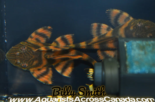 L397 ALENQUER TIGER PLECO (Panaqolus sp.) - Aquarists Across Canada