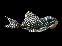L400 BELO MONTE PLECO (Hypancistrus .Sp) 2403