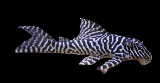 L66 KING TIGER PLECO (Hypancistrus sp. L066) 4"