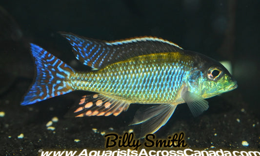 LETHRINOPS ALBUS *KANDE ISLAND* F1 4" MALE - Aquarists Across Canada